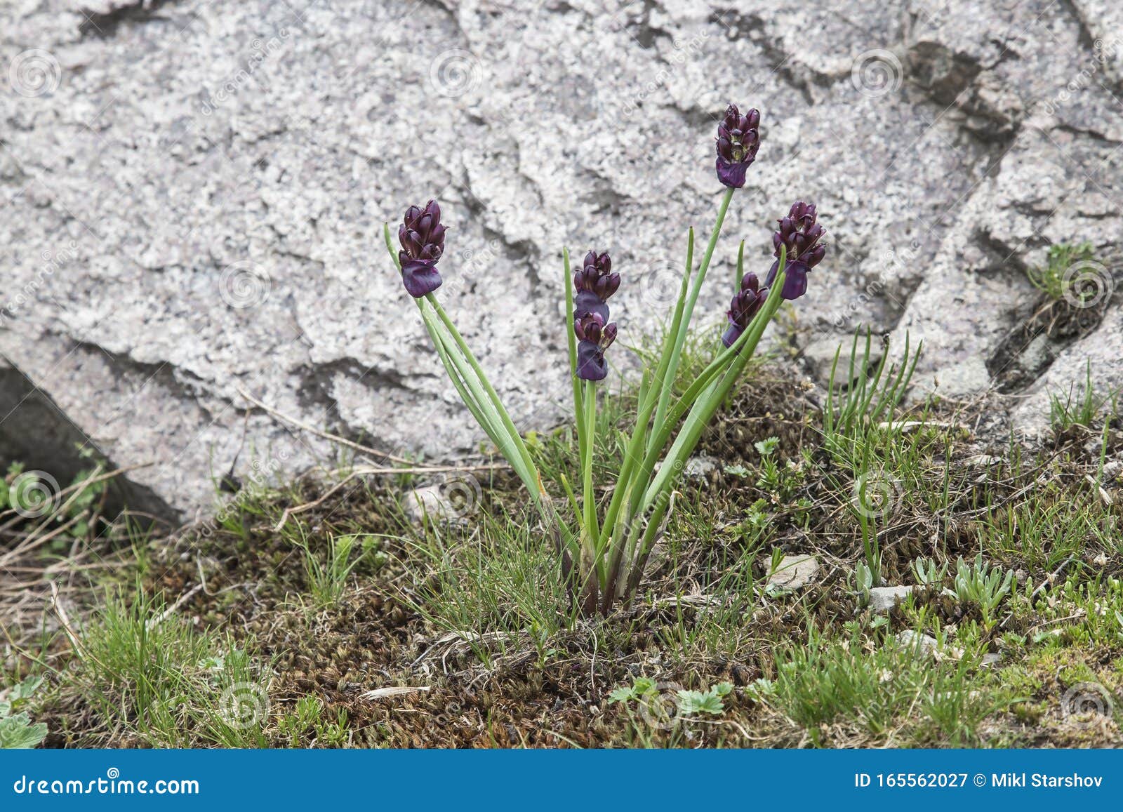 flowers of black and red onion allium atrosanguineum